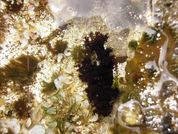 Sea cucumber in the tide pools.