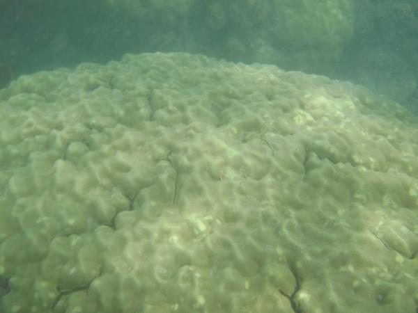 Largest coral I've ever seen.  Porites are the most numerous coral in the shallows where we went.  Tons and tons of bright green mounds.