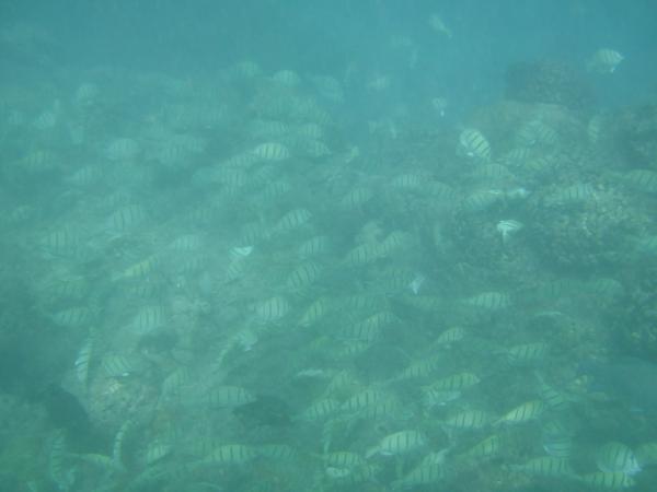 One of the coolest pics we took...in a large school of convict tangs.