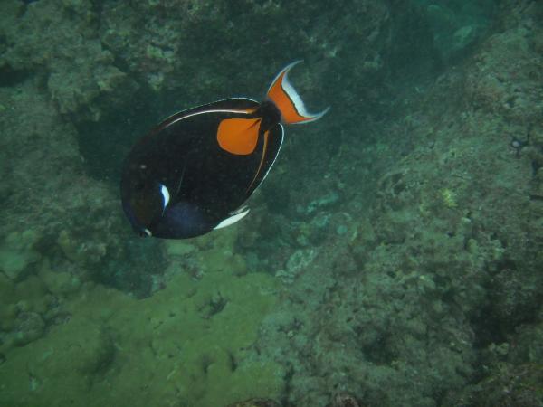 One of my new favorite fish: the Achilles tang.