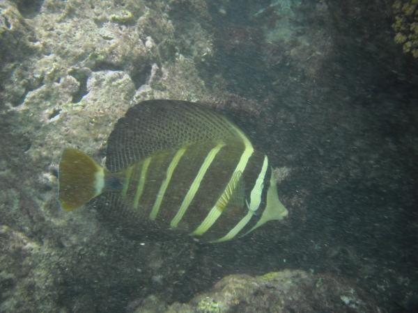 Sailfin, I think.