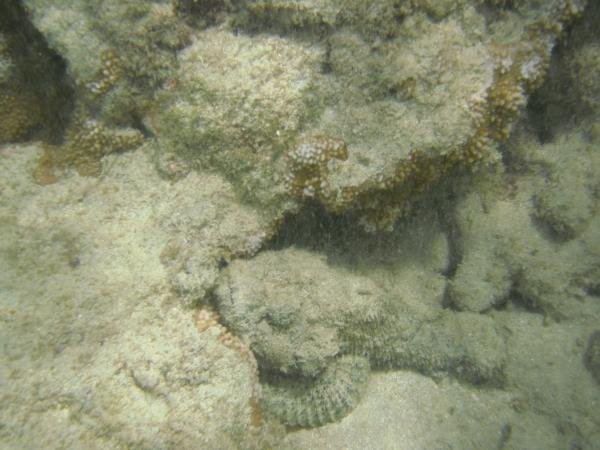 Stonefish.