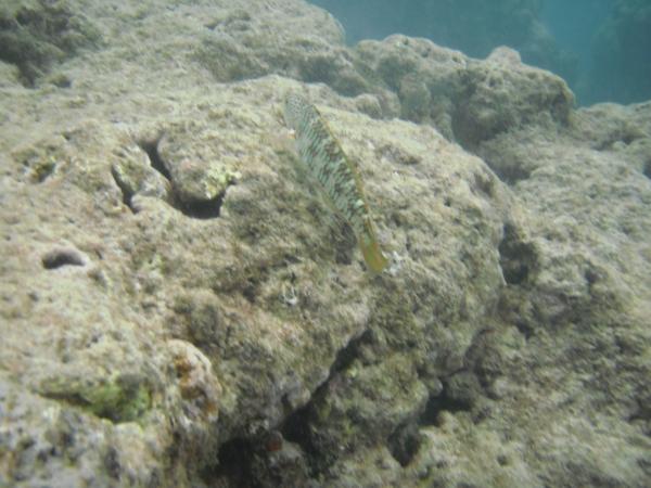 Not sure what this one is...some sort of wrasse.