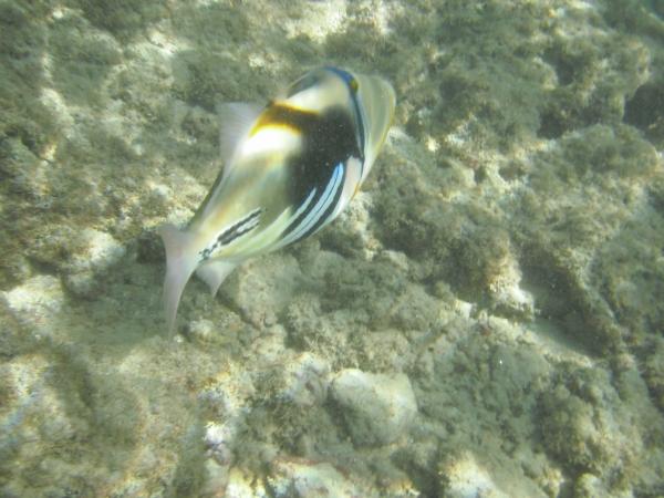 Hawai'i's state fish: the Humuhumunukunukuapuaʻa.