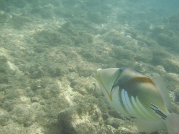 The humuhumunukunukuapuaʻa again.