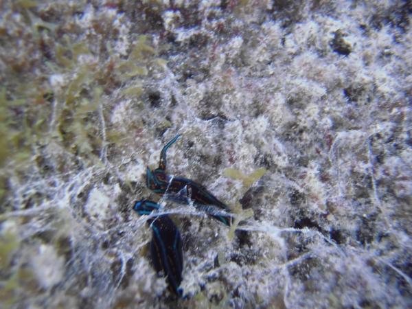 Beautiful nudibranchs.