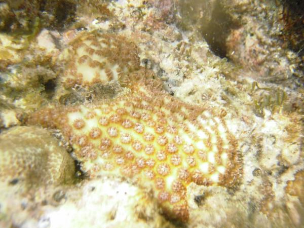 Pagoda coral?