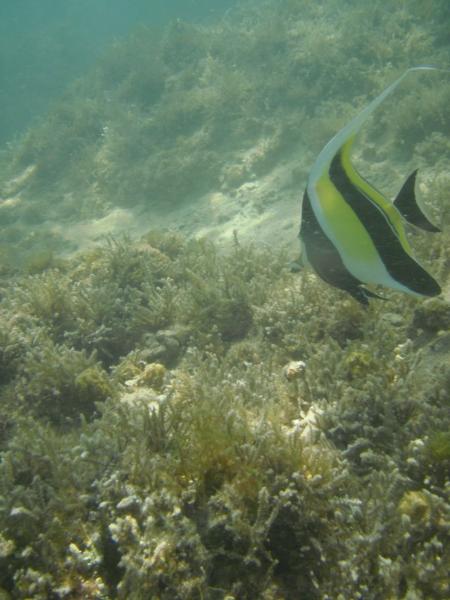 So nice to see a healthy Moorish idol.