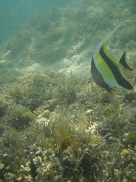 So nice to see a healthy Moorish idol.