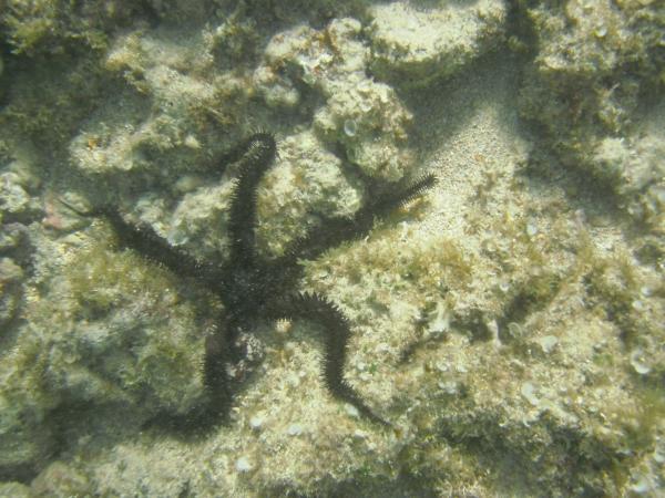 Sea star.