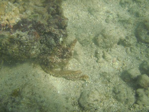 Sea cucumbers.