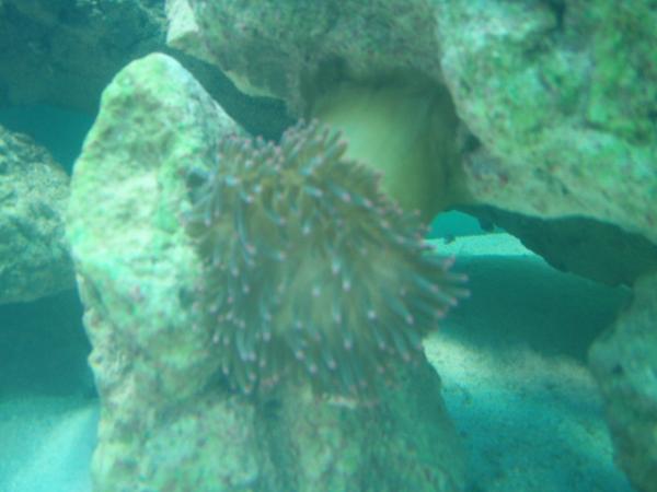 anemone