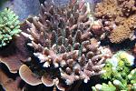 Pink Millepora