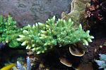 Green Millepora