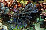 Blue Millepora