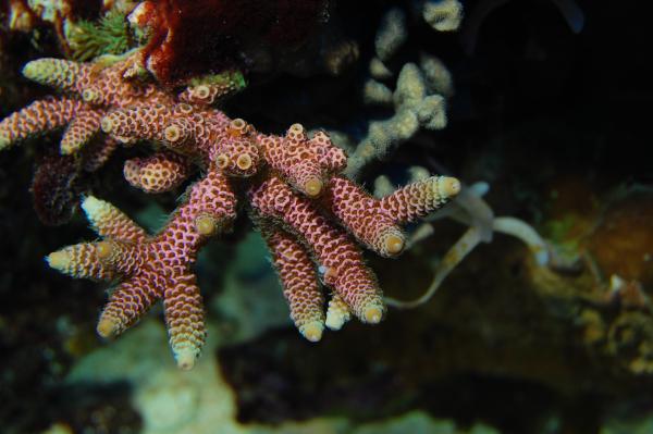 Neon Pink Millepora