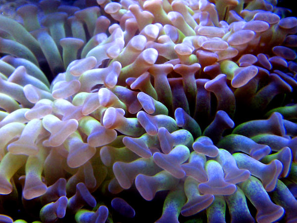 hammerhead coral, about 14 heads (started with 2).