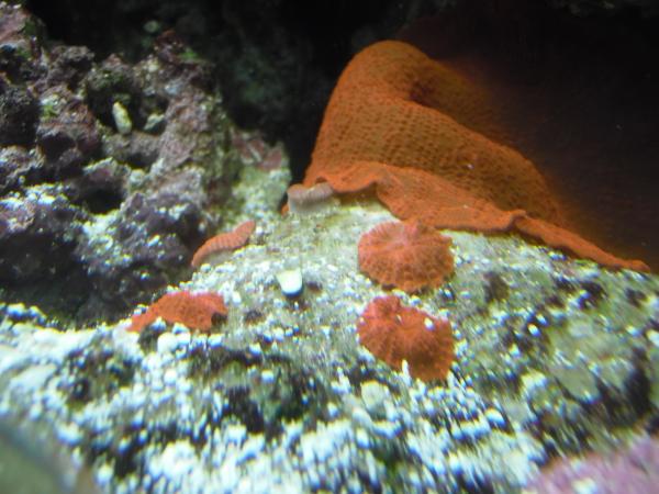 Red Discosoma mushrooms.