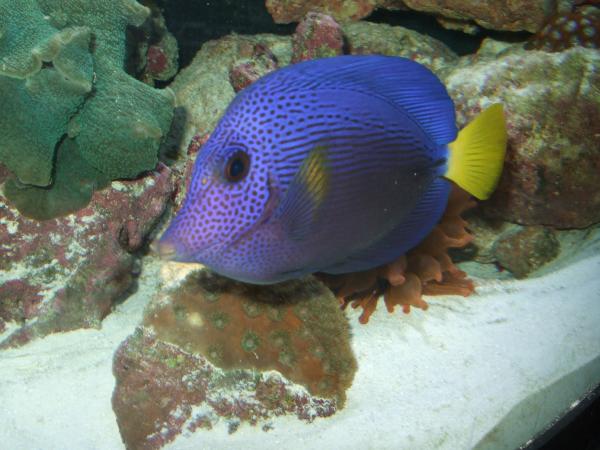 Purple Tang