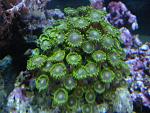 green zoa's