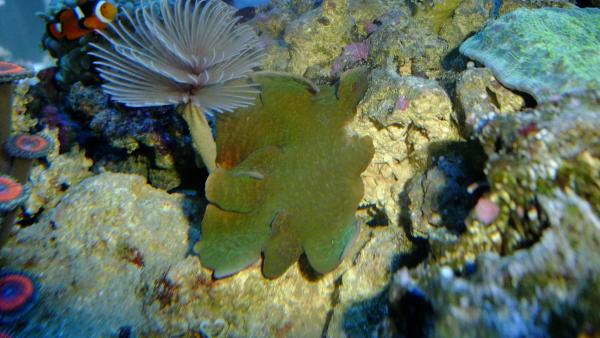 Plate coral and feather duster