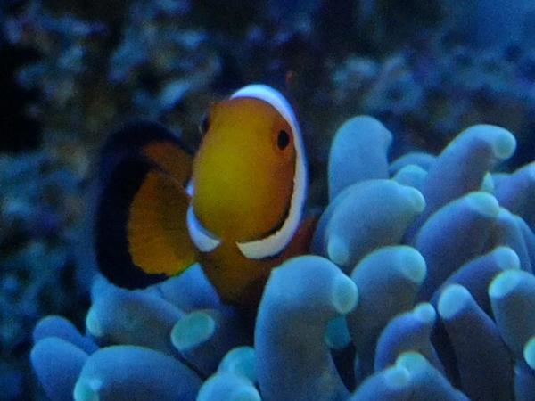 Nemo in hammer coral