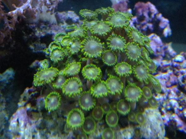 green zoa's