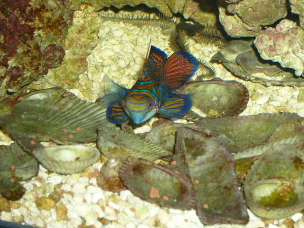 Feasting on his pellets and his star buddy about to join him!