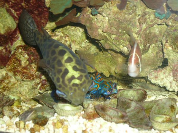 GSP...Such a gentle giant. I have not had any problem with it with any fish(No nipping or aggression).  

Green Spotted Puffer, Mandarin Dragonet, Pink Skunk Clowns.