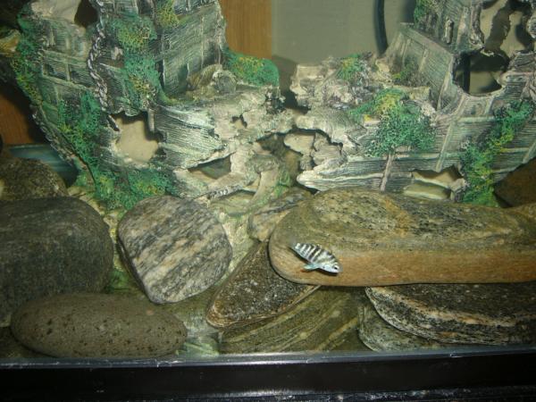 Tank and juveniles.