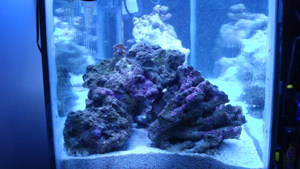 Side shot of mature rock on Zoa Island.