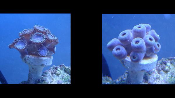 What I call the Blueberry Zoas, I mean look at them. The timeline shots are.. just as the lights came on, and 1 hour after. Same for all the zoa split shots.