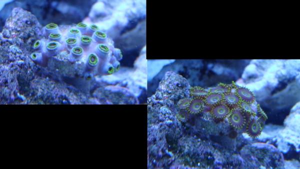I refer to these as the Mustard Zoas, they have by far been the weed of the zoas, with over 11-12 new pods in the last 4 months.