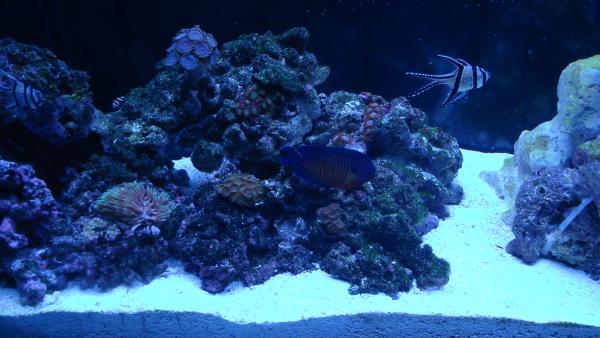 Zoa Island.