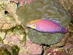 Fairy Wrasses