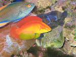 Hawiian Flame Wrasse with a Lineatus Wrasse, from Ocean City in Calgary.  If you want awesome Fairy Wrasses, Arion can get anything!!