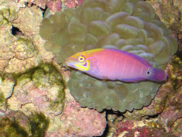 Mystery Wrasse