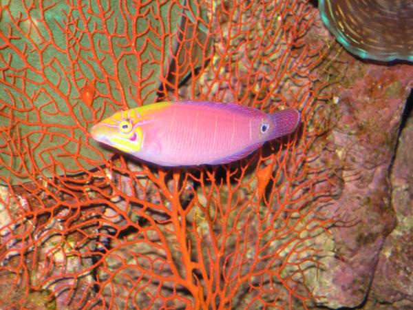 Mystery Wrasse