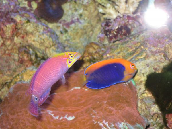 Mystery Wrasse with a Fireball Angel