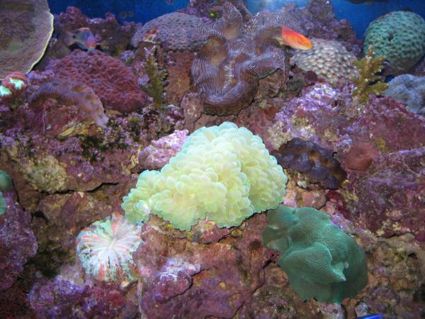 An extra large green bubble coral witha female Hawiian Flame Wrasse.