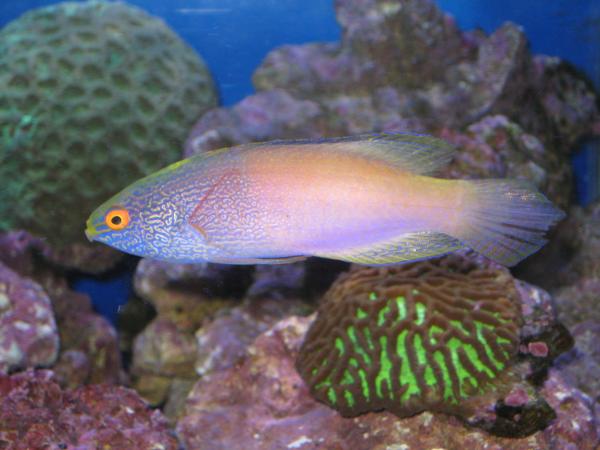 Austrailian Rhombois Fairy Wrasse from Ocean City in Calgary