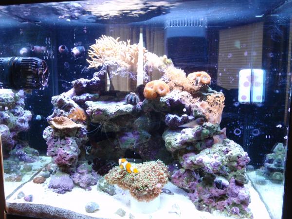 Fish Tank