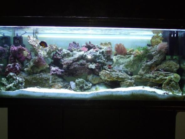 fts1