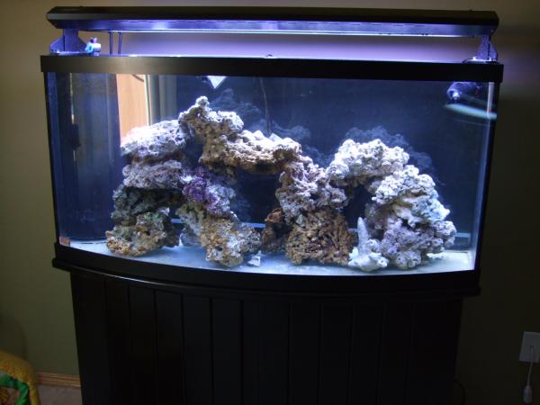 Sept 2008 New 72 Gallon Bowfront