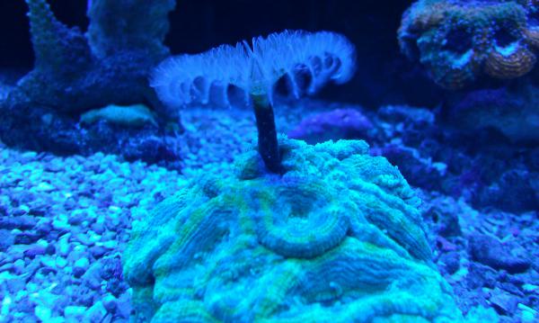 Acan with a feather...