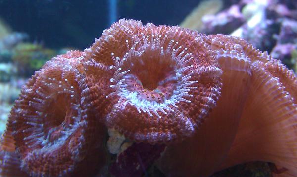 acan again.