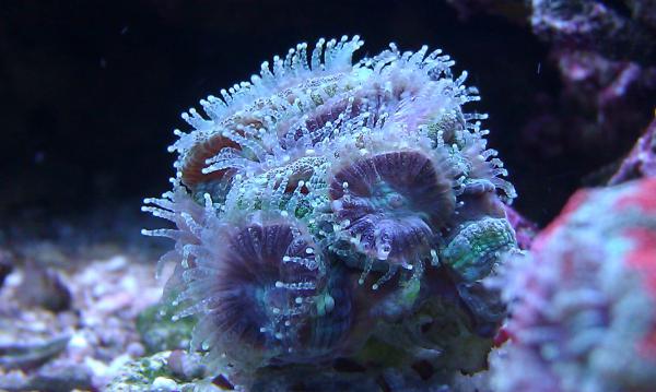 Acan...