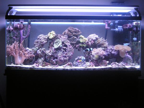 Full Tank Shot