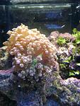 Small three head frog spawn coral