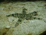 Sand sifting sea star